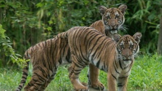A tigresa da Malásia Nadia (na frente) com a irmã gêmea, Azul (atrás)