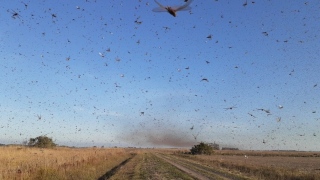 Nuvem de gafanhotos ataca lavouras na Argentina