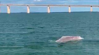 Imagem de animal nadando no lago de Palmas