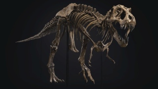 Esqueleto de Tiranossauro Rex vai a leilão em Nova York