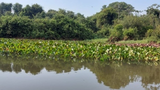 Área de Proteção Ambiental Ilha do Bananal-Cantão 