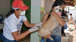 Vacinação antirrábica em Paraíso do Tocantins 