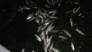 Peixes encontrados mortos na estação elevatória 
