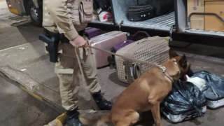 Buscas em bagagens realizada pelos militares e cães