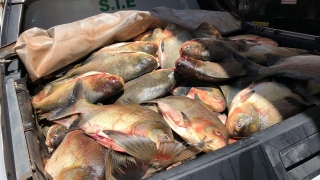 Devido as condições de armazenamento, peixe estava improprio para o consumo 