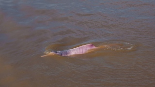 Boto-rosa visto no rio Solimões, no meio da Amazônia