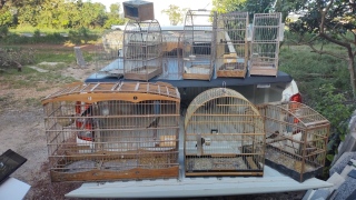 Aves resgatadas em Palmas