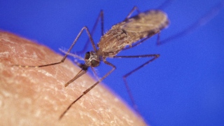 Enfermidade infecciosa aguda é transmitida pela picada da fêmea do mosquito anopheles