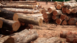 madeira desmatamento