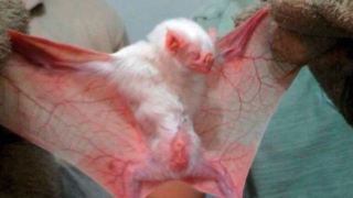 Morcego albino