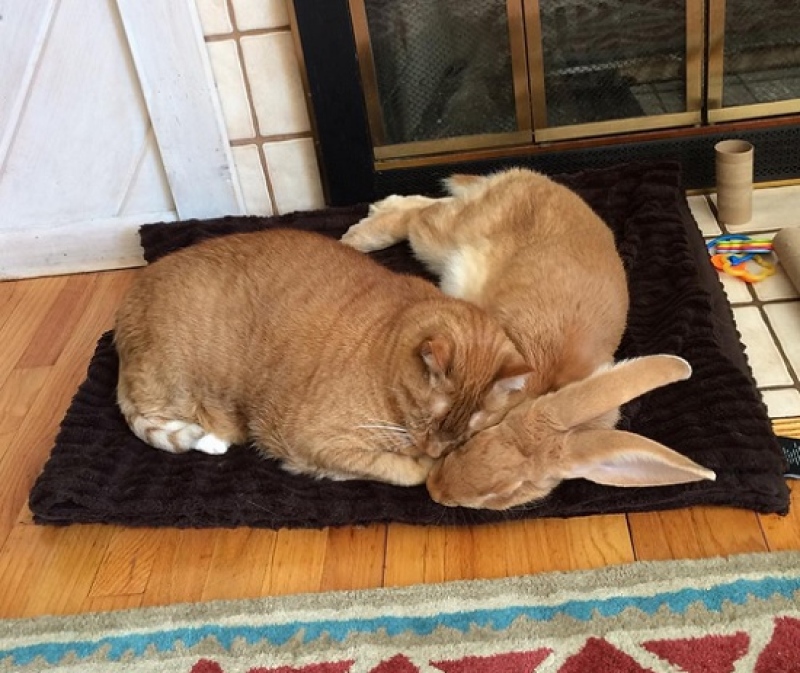 gato e coelho