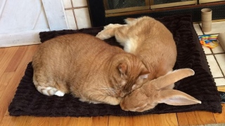 gato e coelho