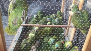 4 papagaios e uma arara em casa em Gurupi